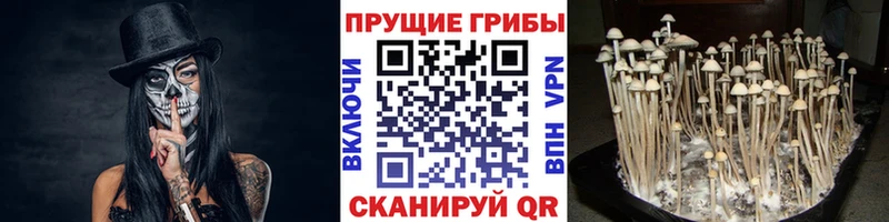 продажа наркотиков  Щигры  Псилоцибиновые грибы Magic Shrooms 